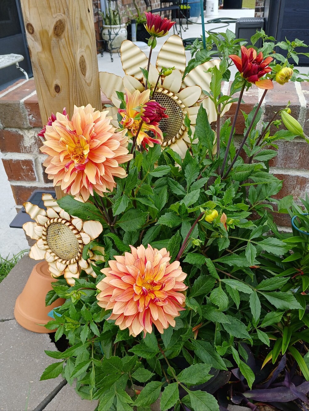 LIVE SHOW LISTING- JULY BIRTHDAY MONTH SAVINGS! - Picture 2 of 6
